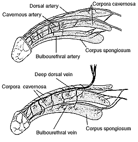 Figure 1:Illustration of two penises
